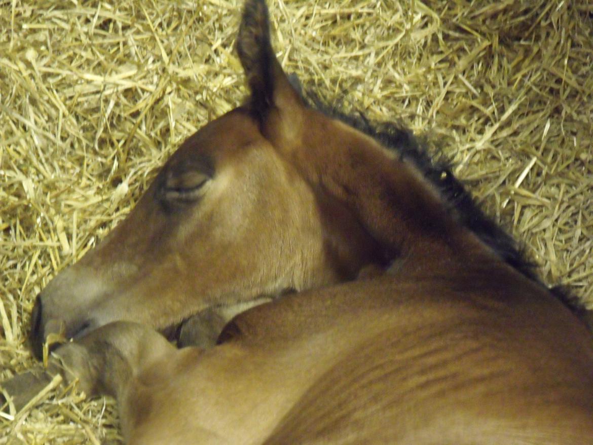 Trakehner Iris R billede 3