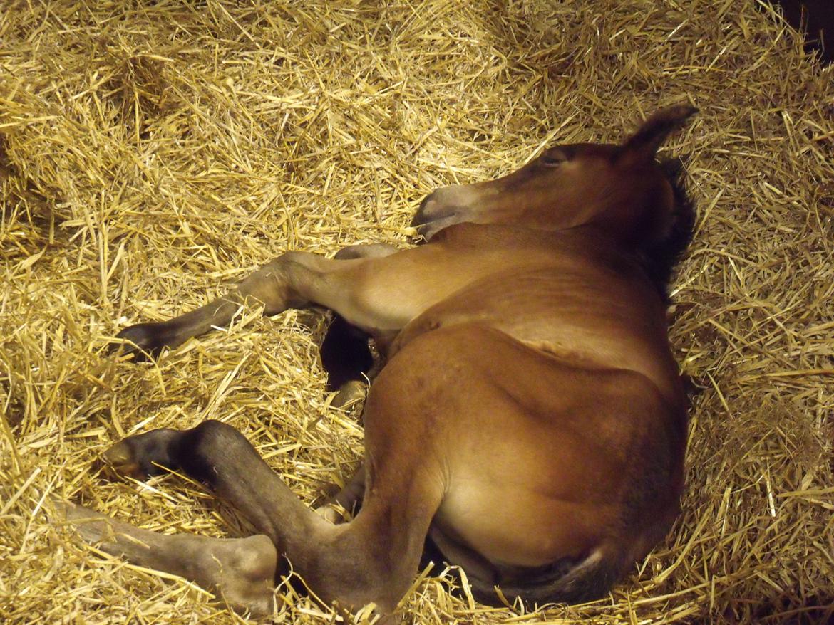 Trakehner Iris R billede 7