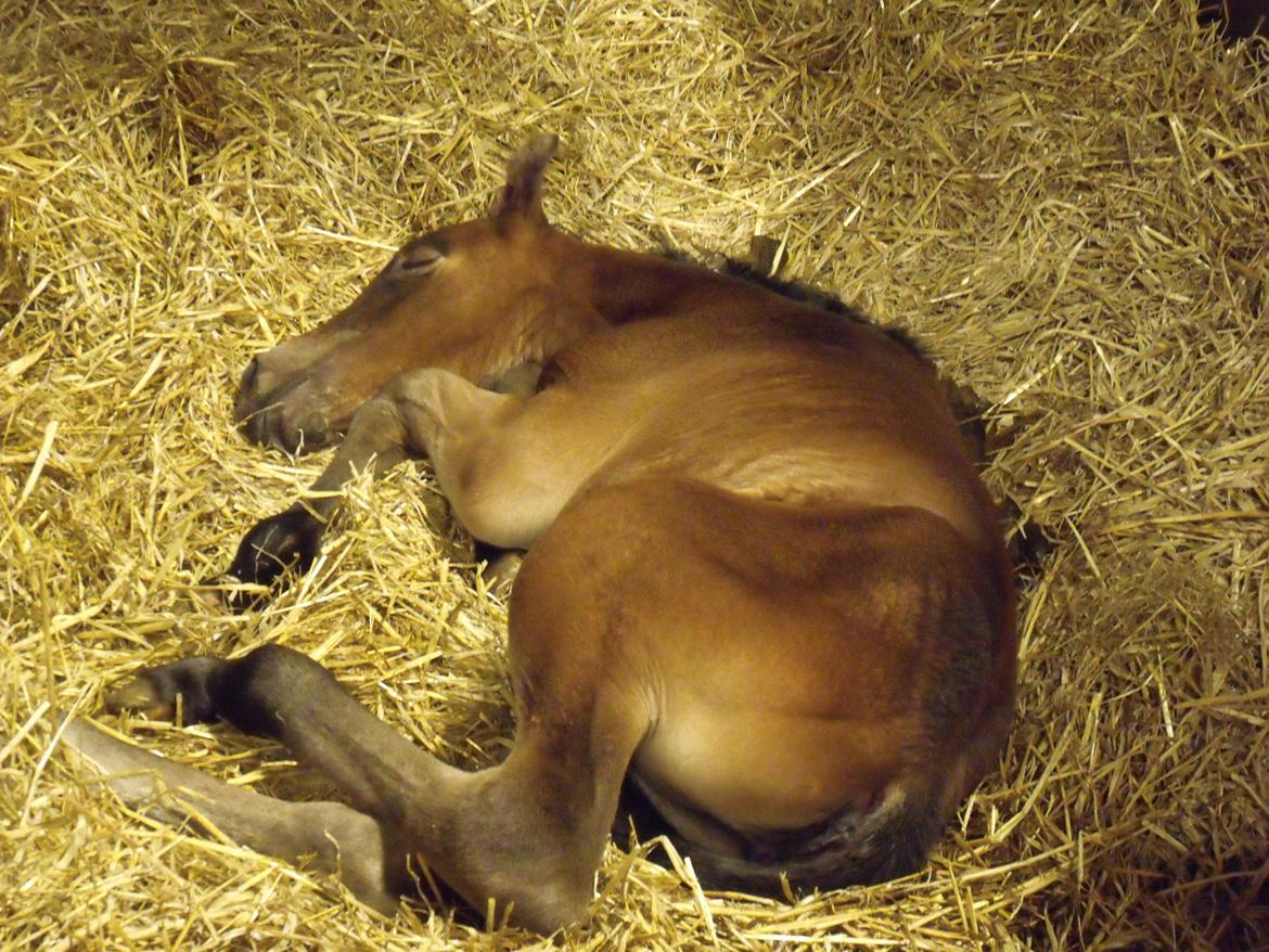 Trakehner Iris R billede 5