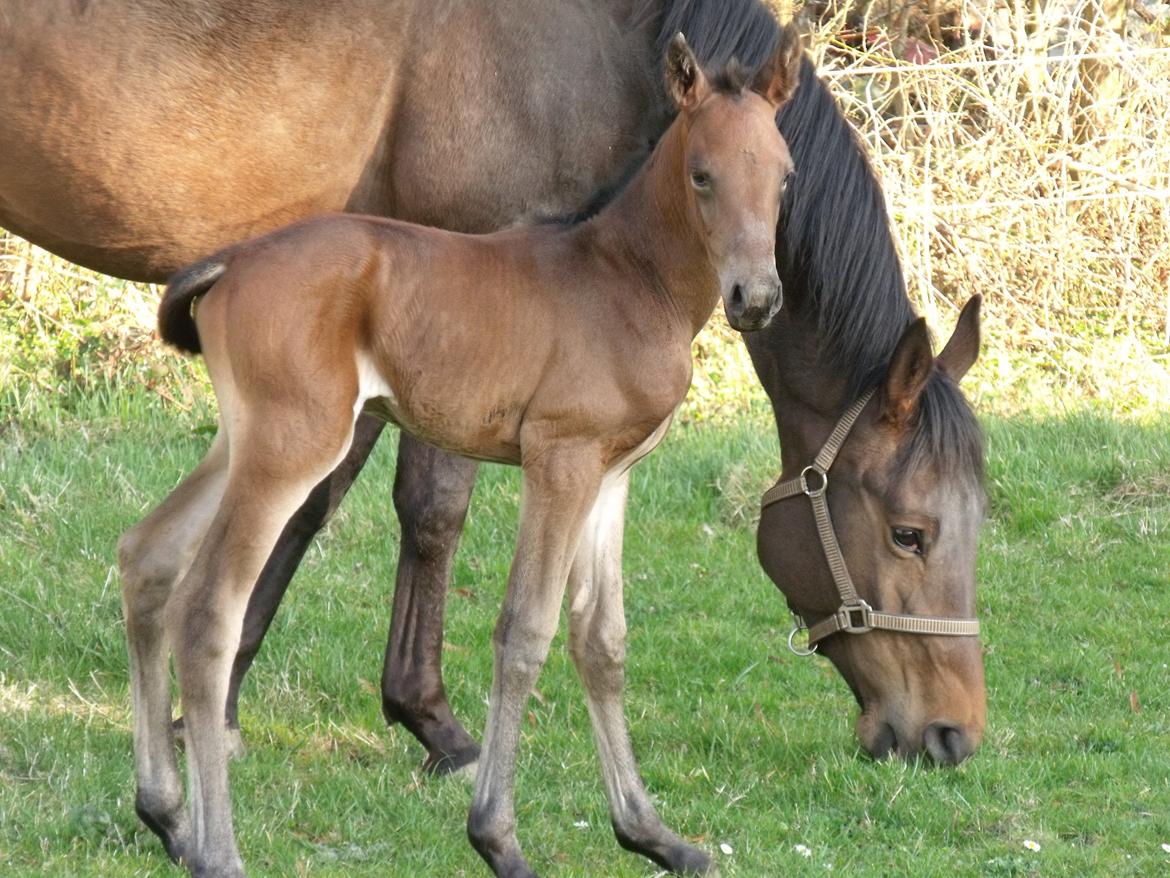 Trakehner Iris R billede 8