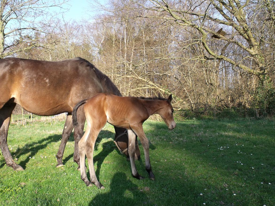 Trakehner Iris R billede 10