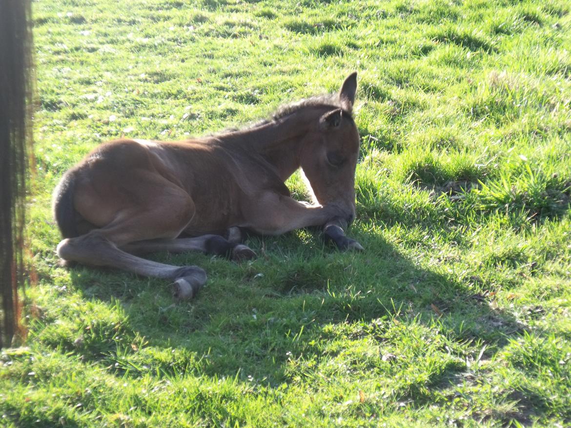 Trakehner Iris R billede 11