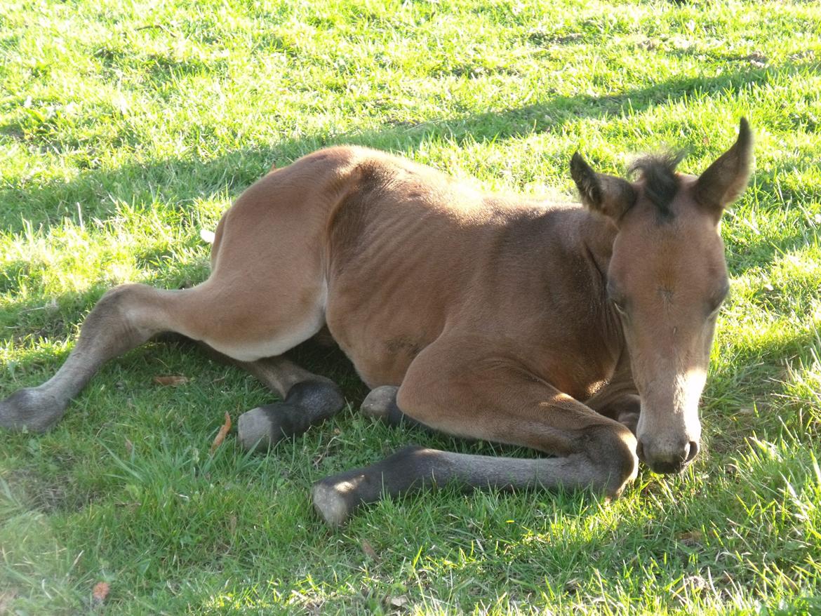 Trakehner Iris R billede 12