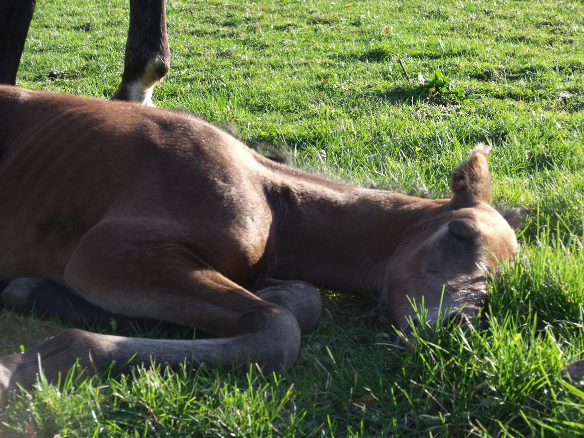 Trakehner Iris R billede 13