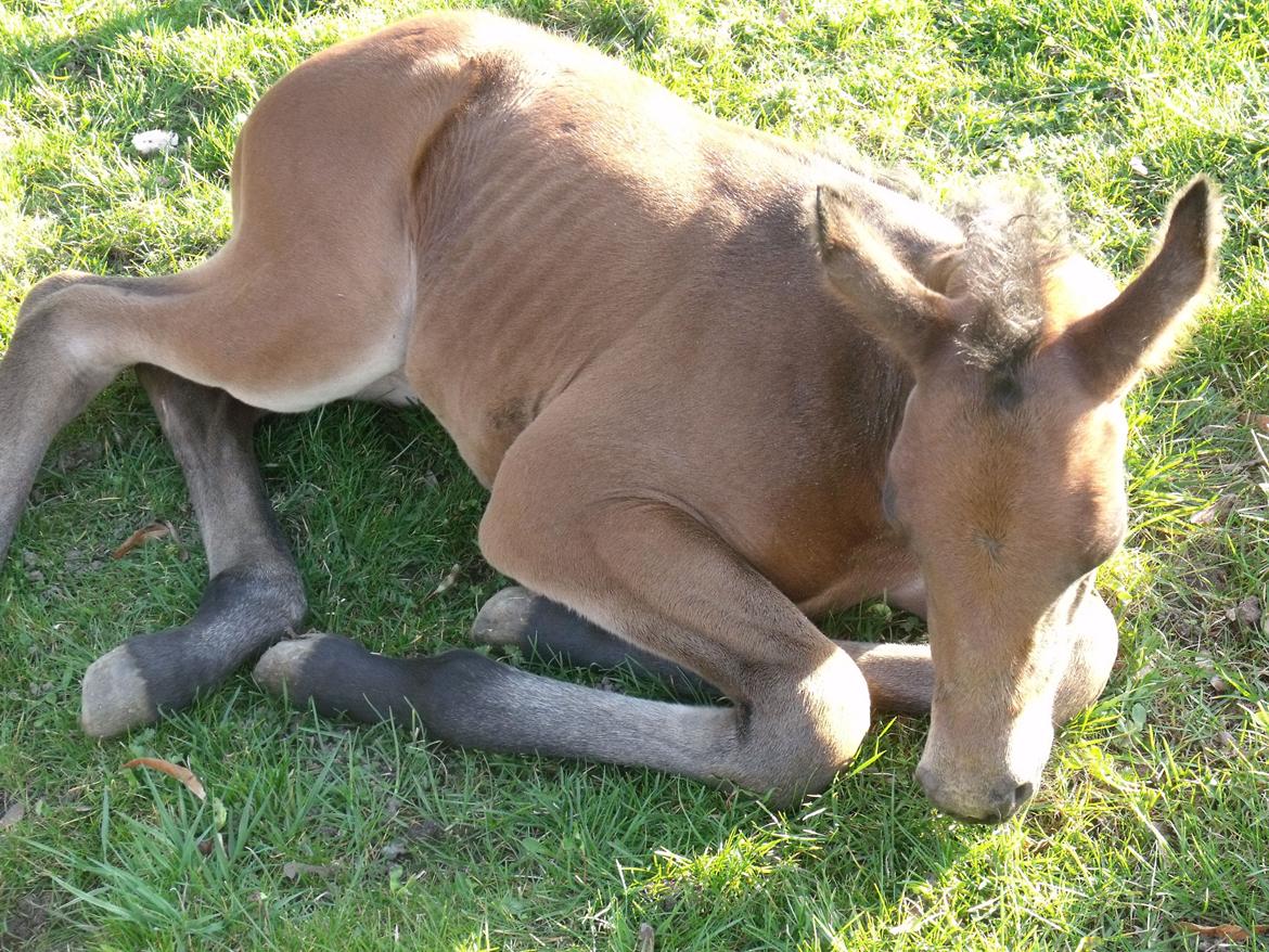 Trakehner Iris R billede 14