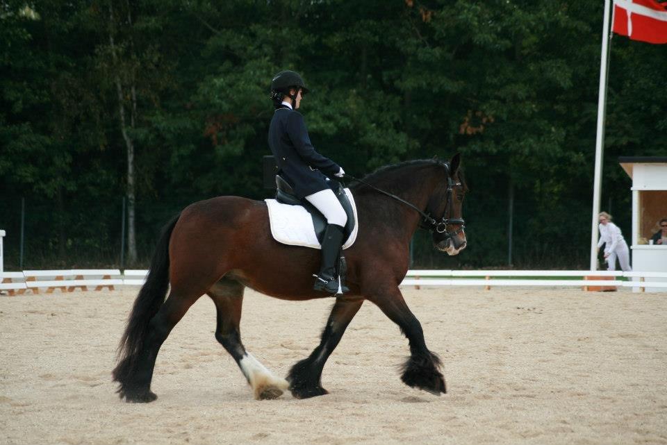 Tinker Valentins Emma - Dressurstævne på St. Hestedag 2012
Billedet er taget af Johanne Winkler billede 15