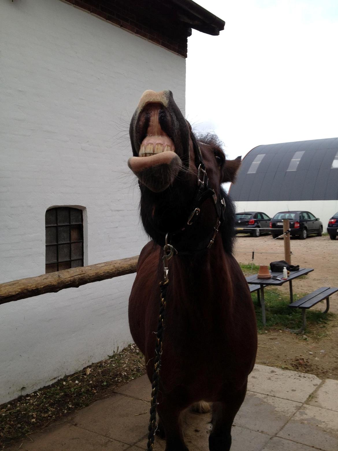 Tinker Valentins Emma - Den Brune Bisse har lært at smile på kommando! :-)) Såå sødt! billede 16