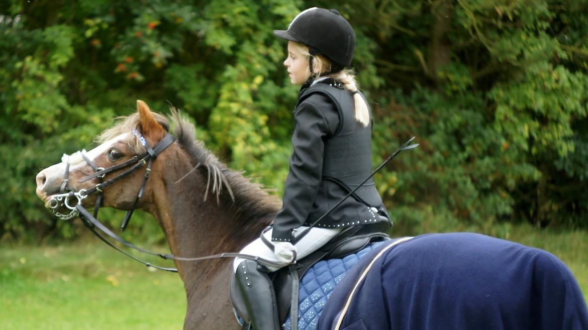 Welsh Mountain (sec A) Petra’s Dienie (Daisy) <3 - Signe og Daisy hygger efter deres første stævne :) billede 1