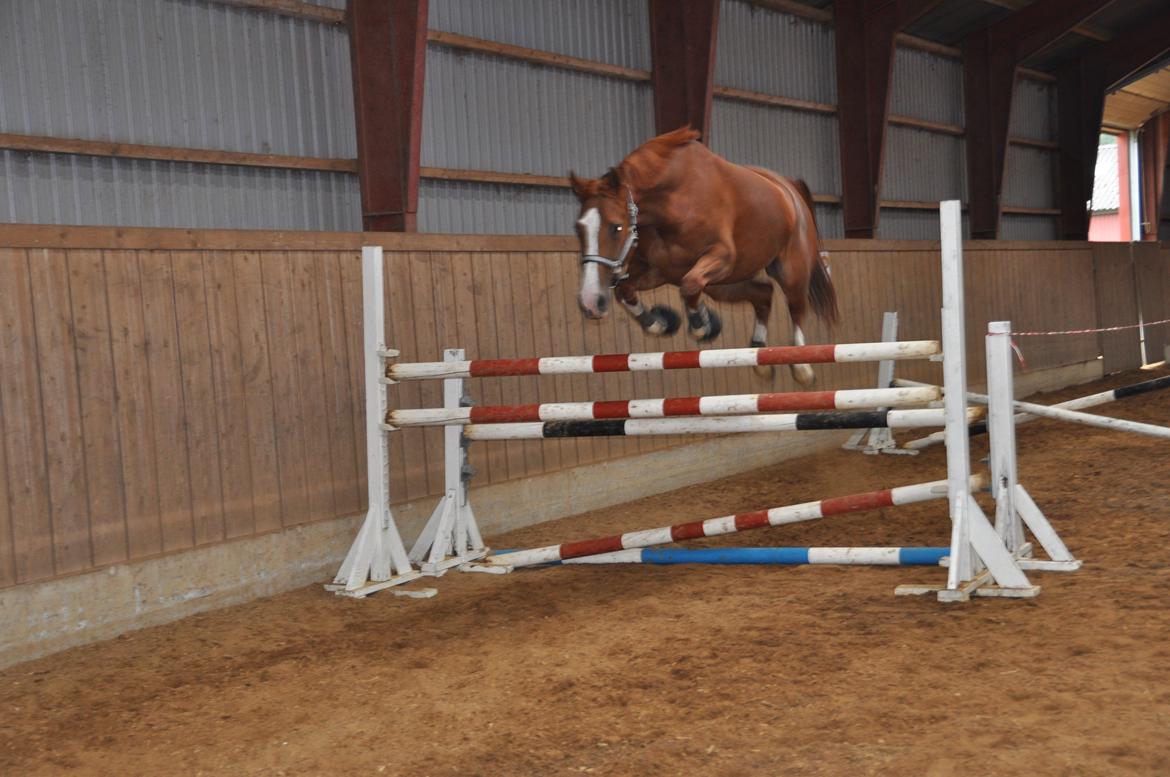 Dansk Varmblod De noli - Viser sit springtalent frem i håbet om at slippe for dressurern!(-: billede 5