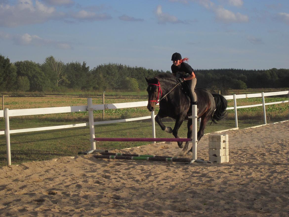 Dansk Varmblod • Vera billede 3