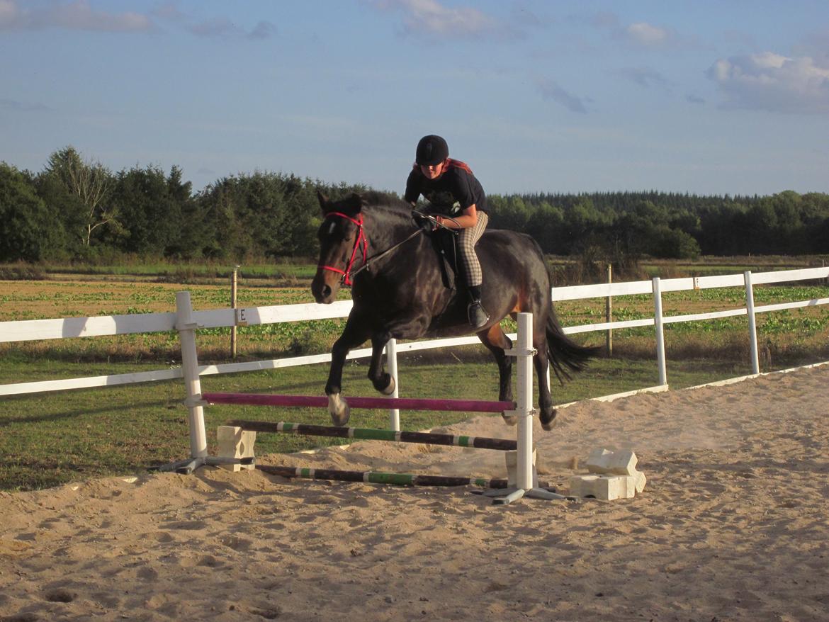 Dansk Varmblod • Vera billede 4