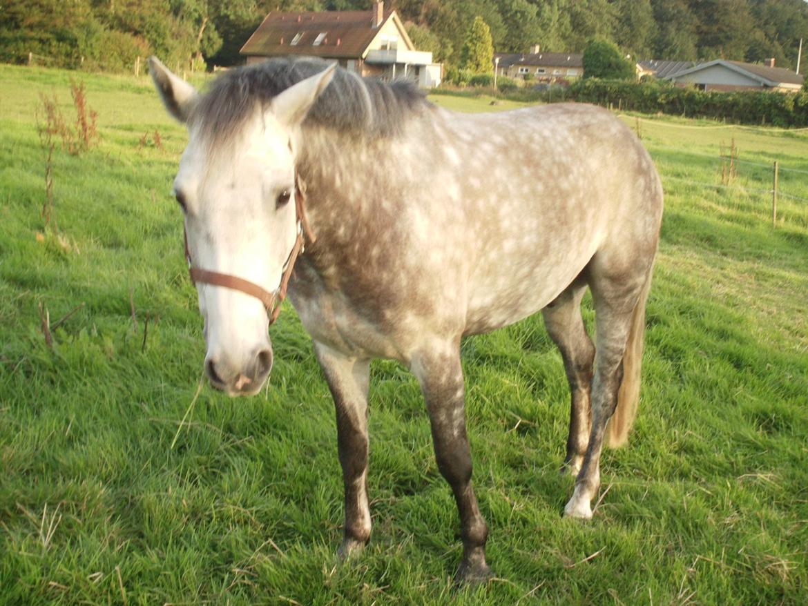 New Forest Firfod Jacuzzi (Badedyret) billede 6