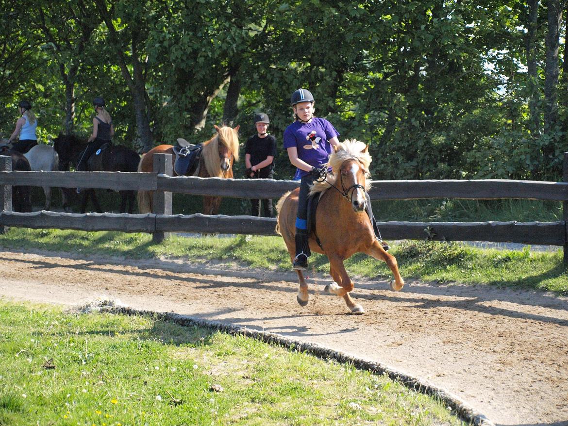 Islænder Disa Fra Fruehøj billede 13