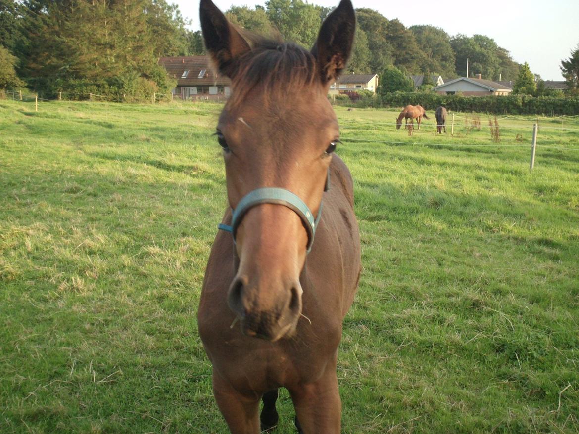 Trakehner Iris R billede 15