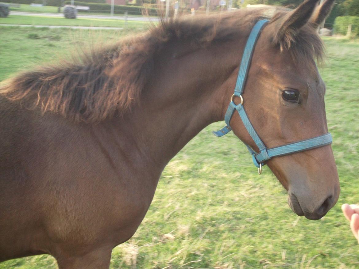 Trakehner Iris R billede 16