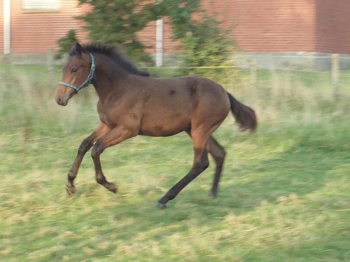 Trakehner Iris R billede 2