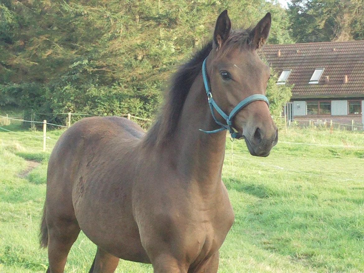 Trakehner Iris R billede 17