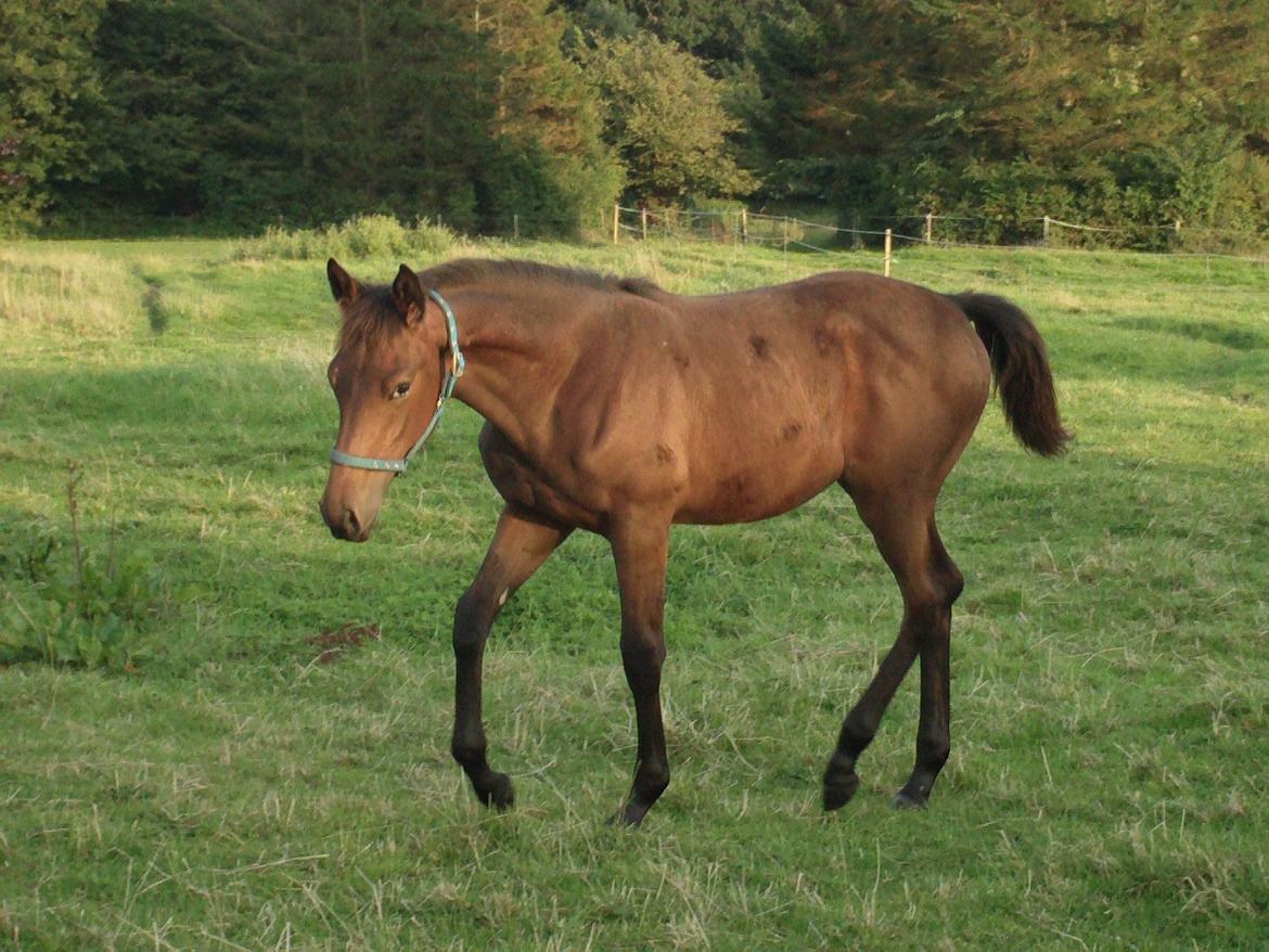 Trakehner Iris R billede 18