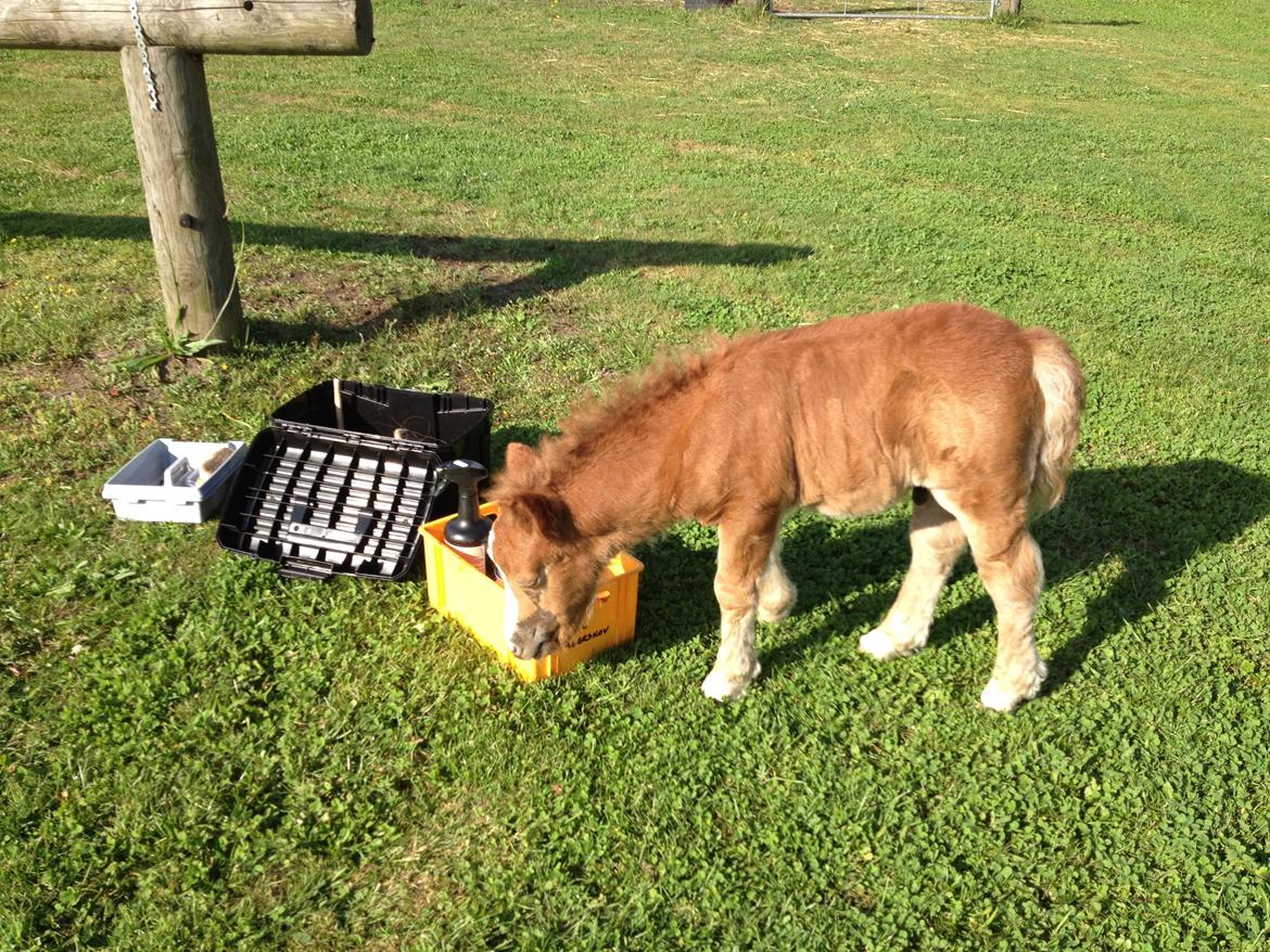 Shetlænder Lille Prins <3 billede 15
