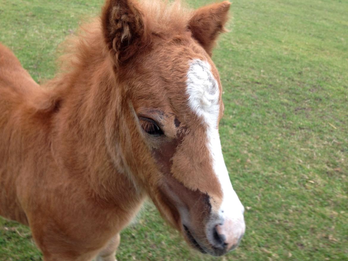 Shetlænder Lille Prins <3 - Velkommen til Lille Prinses profil ;D  billede 1