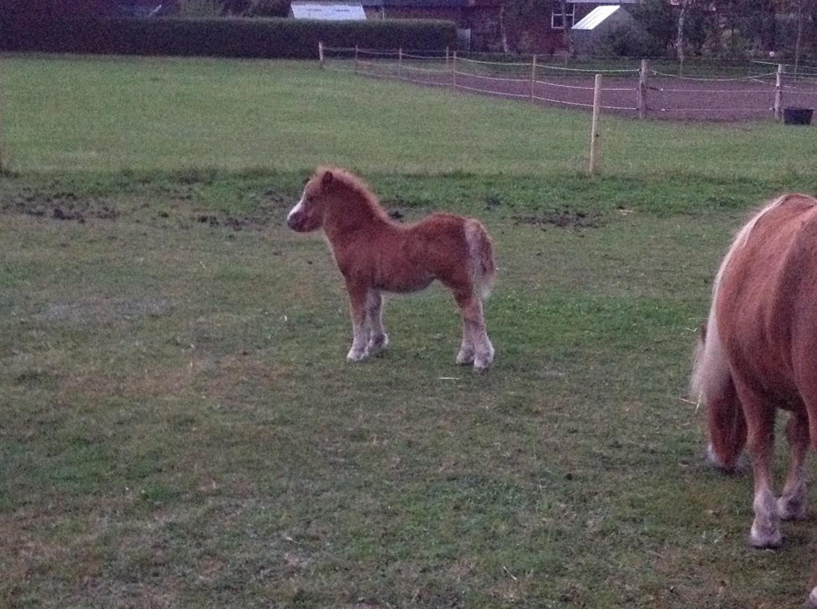 Shetlænder Lille Prins <3 - Ved godt billede ikke er alt for godt men prøv lige at se hvor lækker man er ;* billede 16