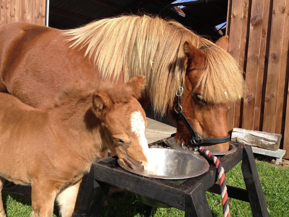 Shetlænder Solgårdens Lotte "Flotte Lotte" <3 - Lille prins og mor Lotte der er ved at få noget at spise ;D  billede 11