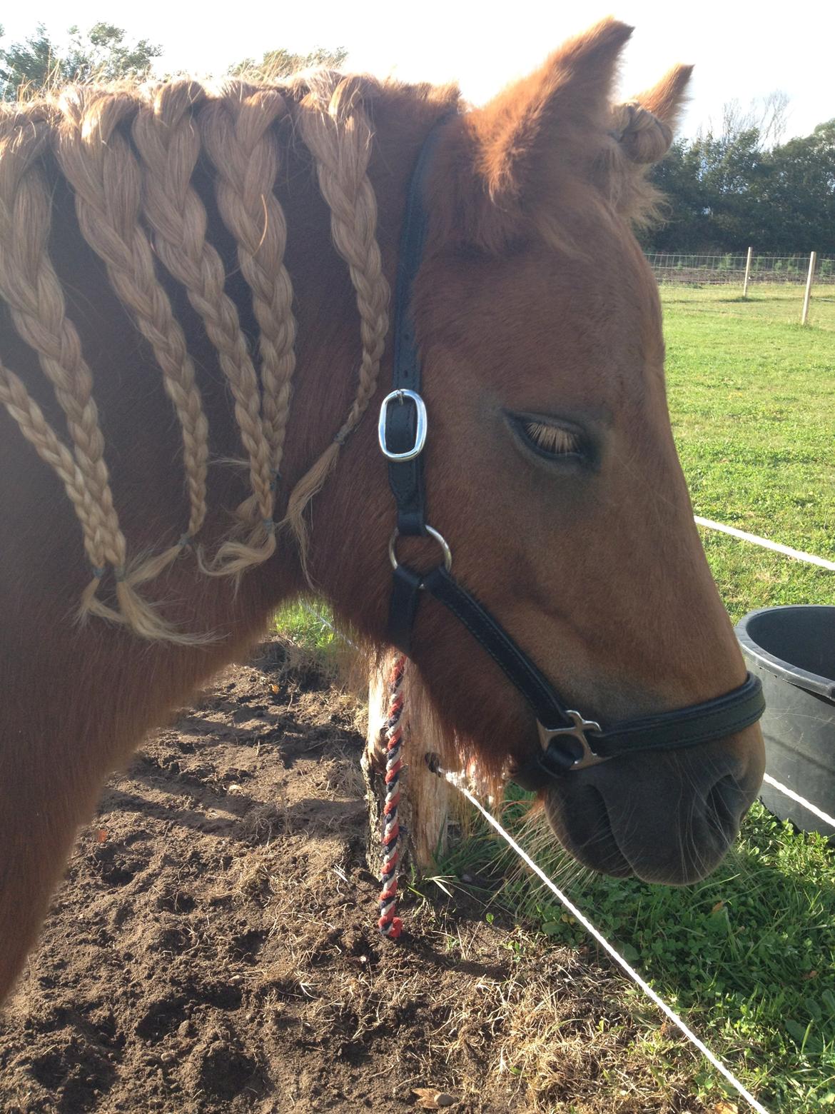 Shetlænder Solgårdens Lotte "Flotte Lotte" <3 - Smukke Lotte <3 billede 13