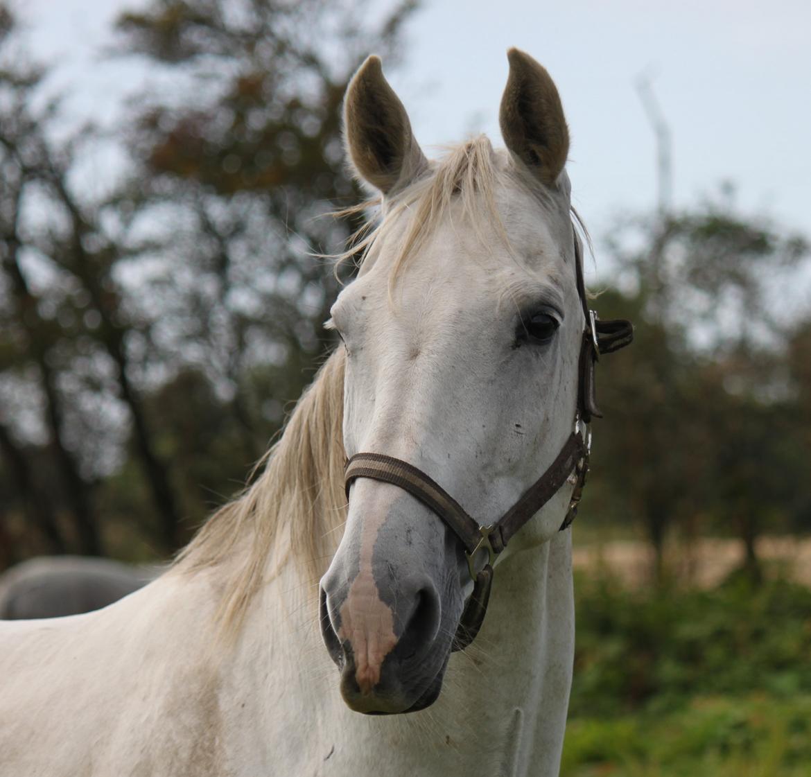 Dansk Varmblod Corland IV billede 4