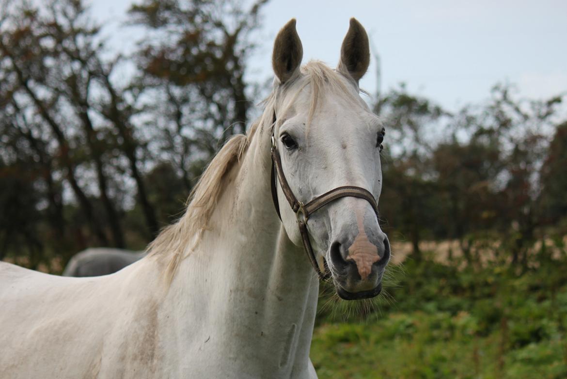 Dansk Varmblod Corland IV billede 5