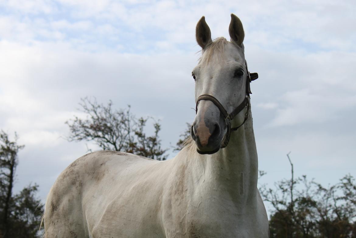 Dansk Varmblod Corland IV billede 6