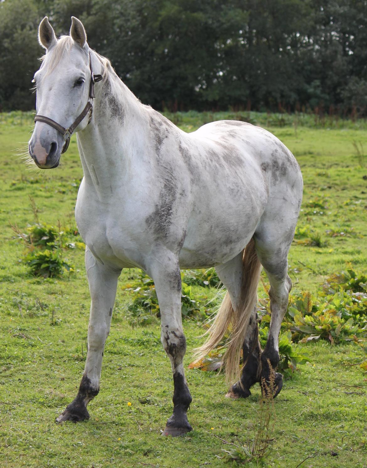 Dansk Varmblod Corland IV billede 7