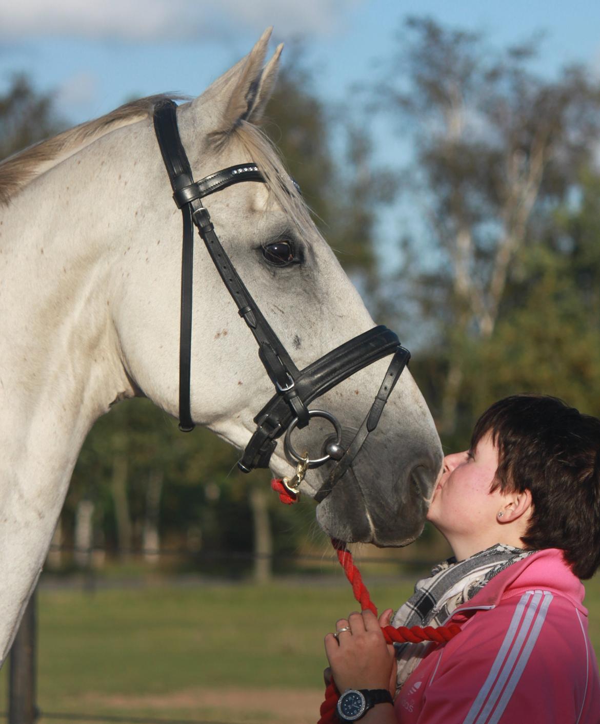Dansk Varmblod Corland IV billede 3