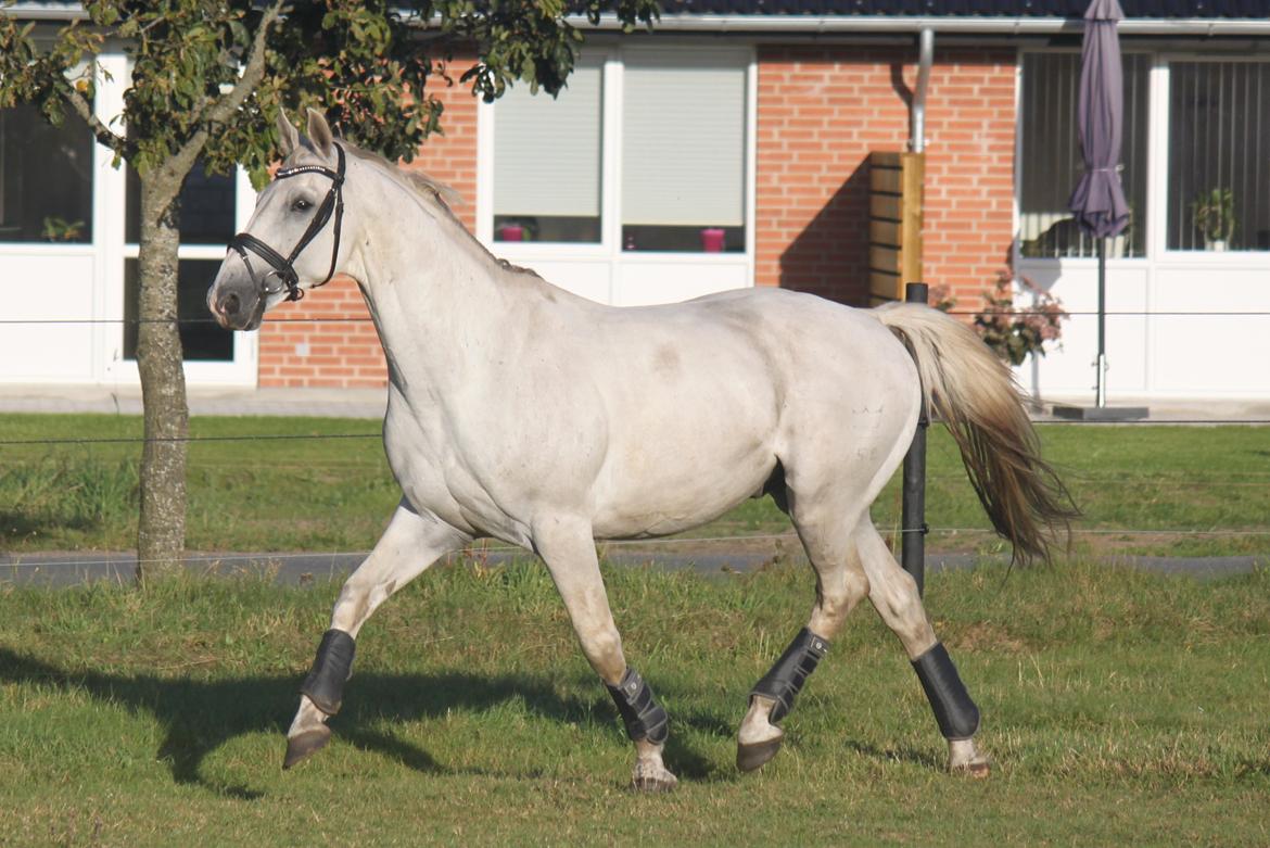 Dansk Varmblod Corland IV billede 8
