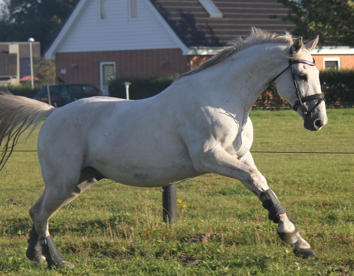 Dansk Varmblod Corland IV billede 9