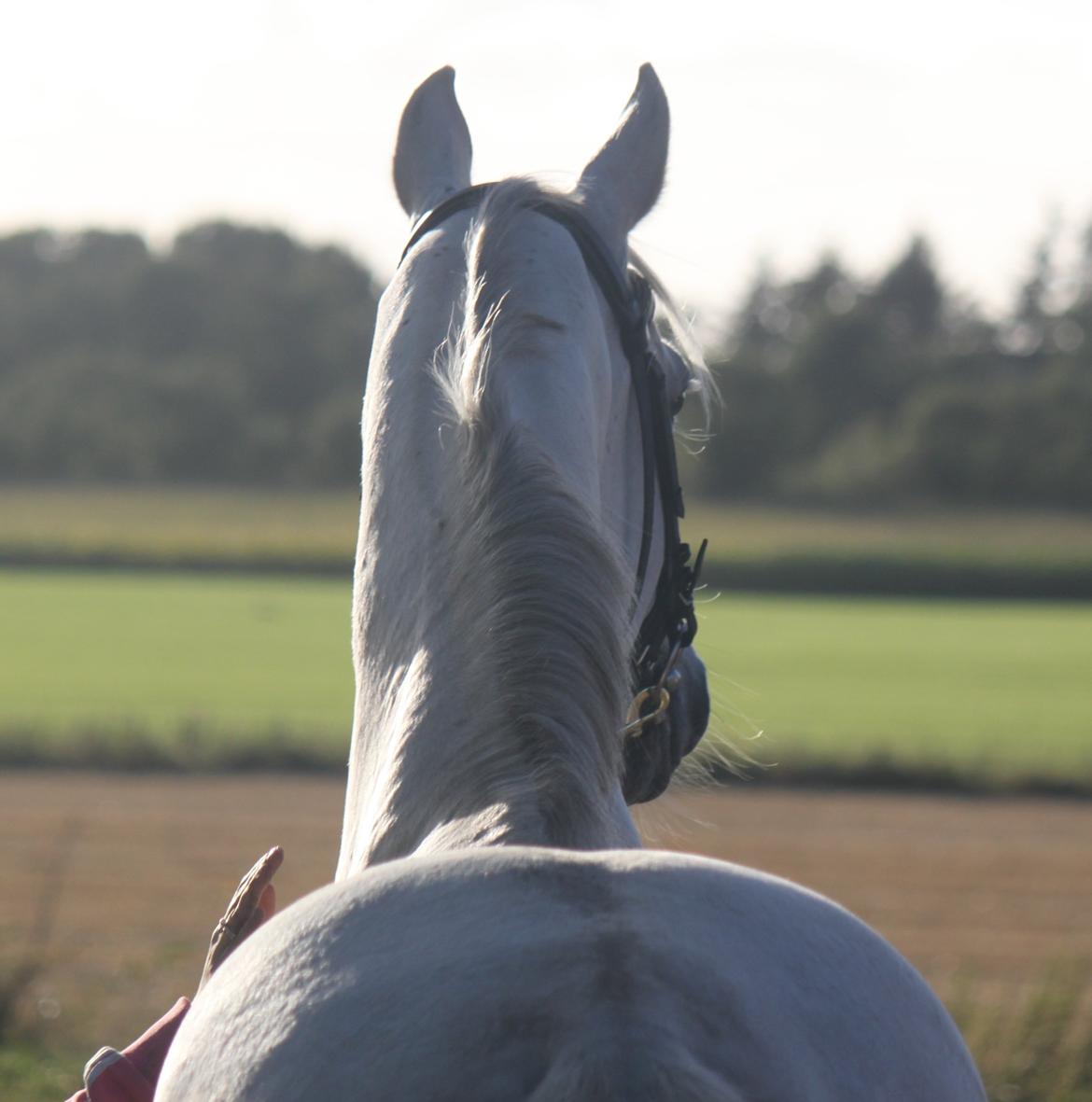 Dansk Varmblod Corland IV billede 20