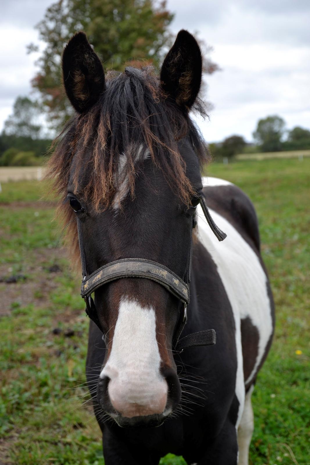 Pinto My Wall-E - 15. september 2012 billede 6