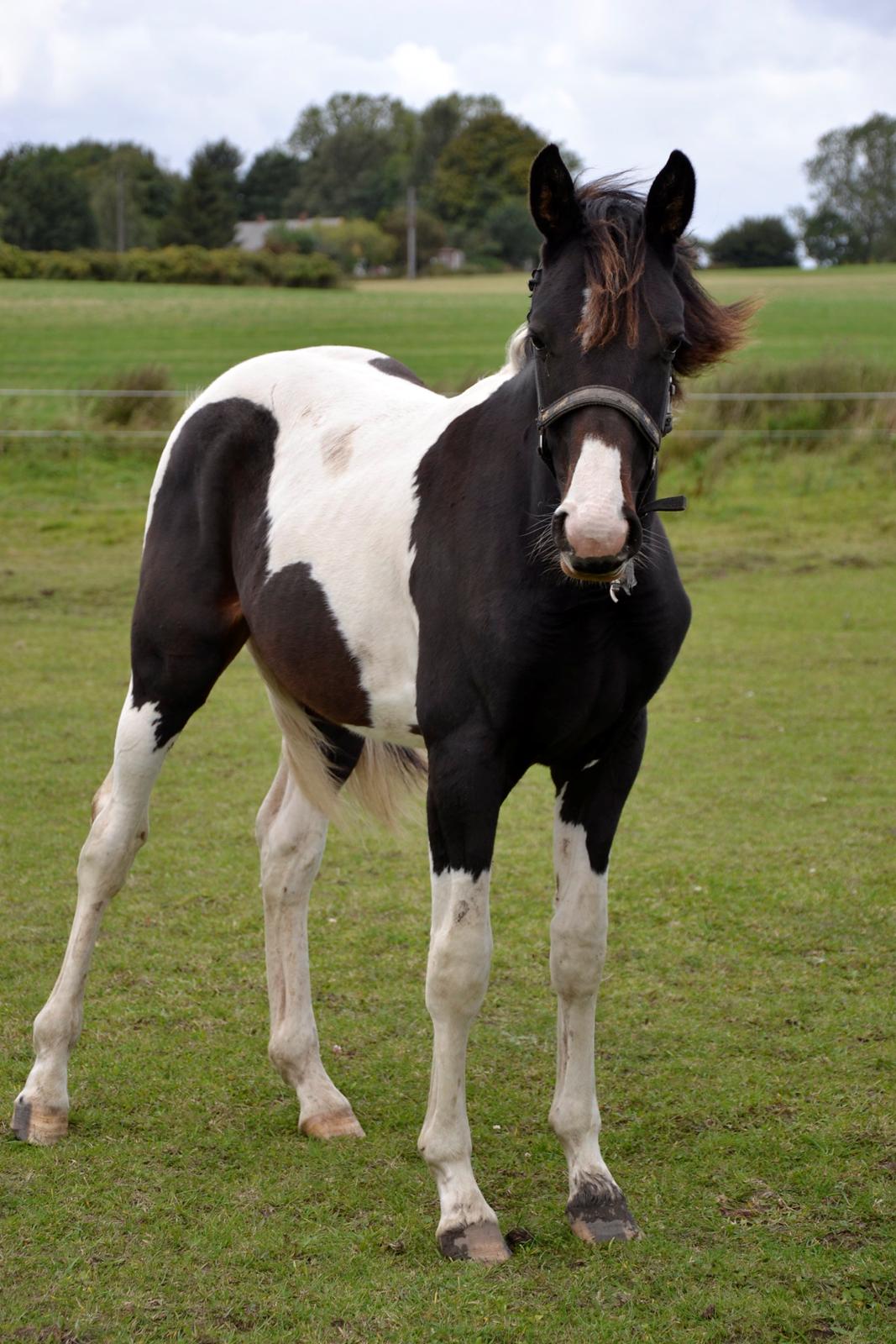 Pinto My Wall-E - SMUKKE hest!!! billede 7