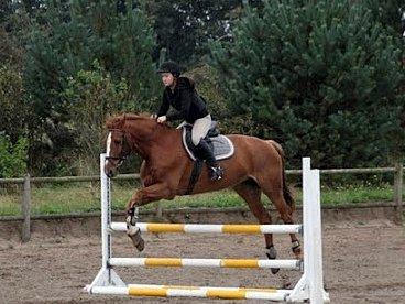 Dansk Varmblod Capri Tågerup billede 18