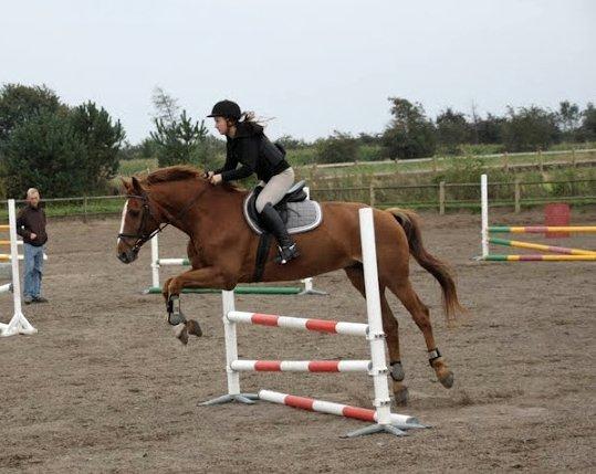 Dansk Varmblod Capri Tågerup billede 19