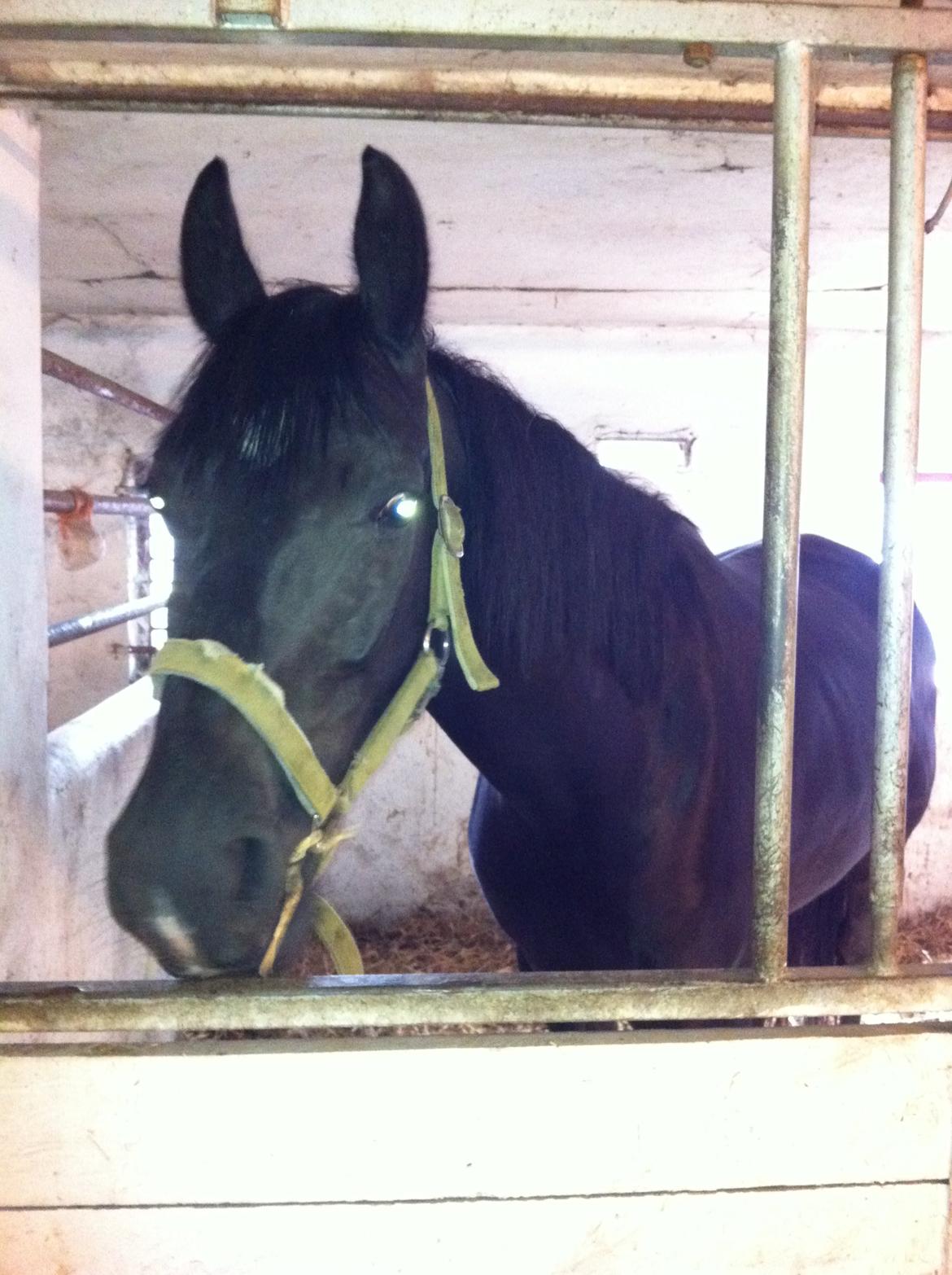 Anden særlig race Alonso - Fra i sommer's i stalden 2012 billede 2