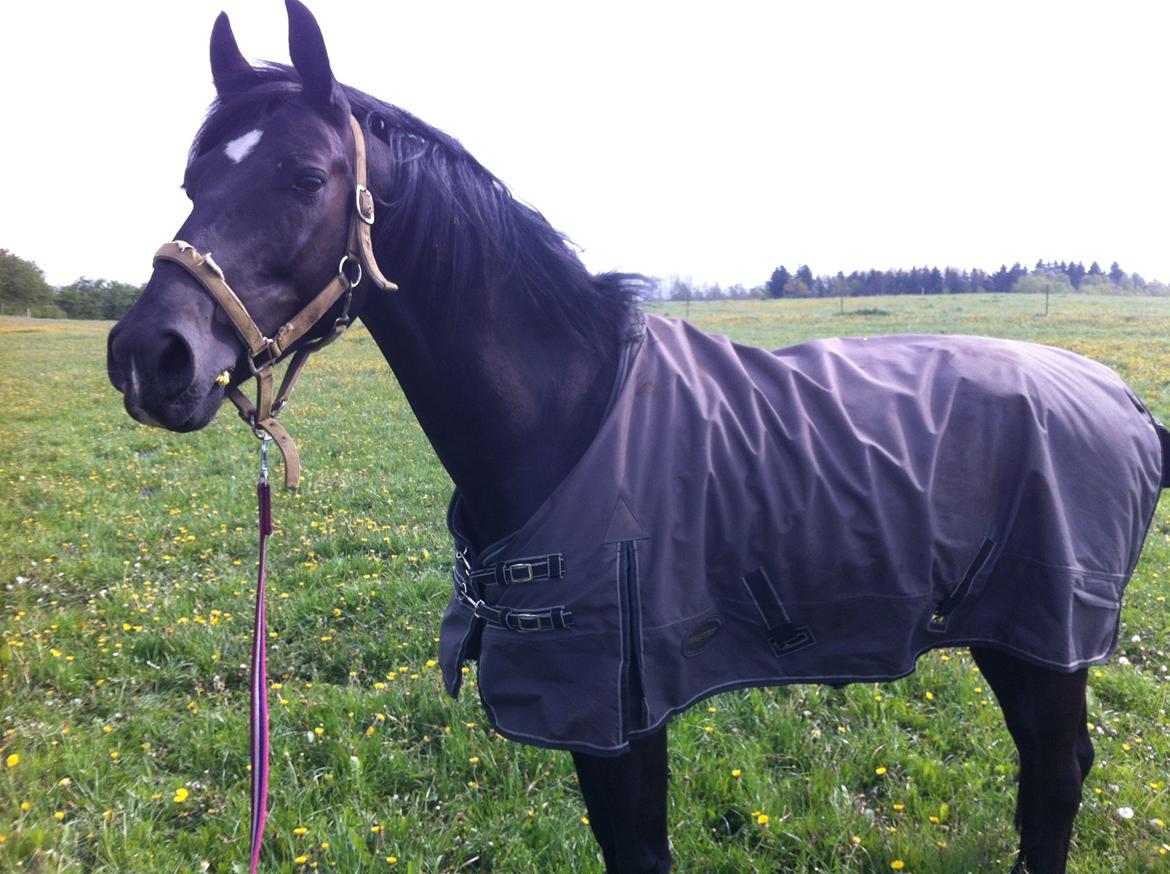 Anden særlig race Alonso - På Marken. 2012 billede 3