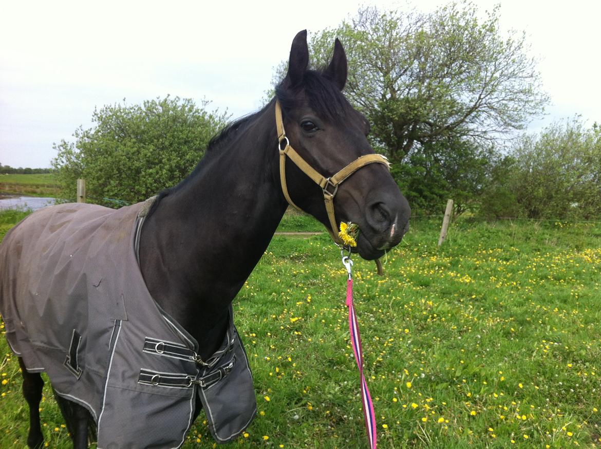 Anden særlig race Alonso billede 4