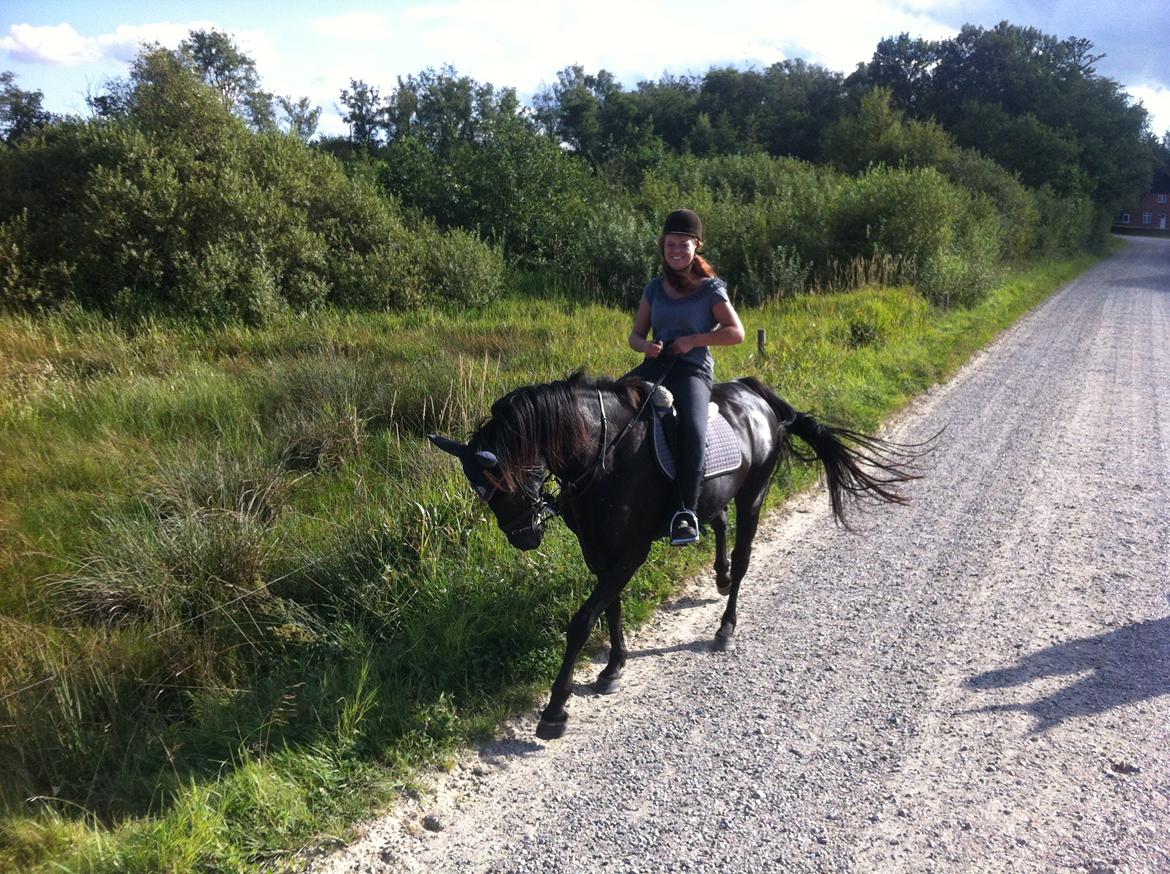 Anden særlig race Alonso - På tur 2012 billede 5