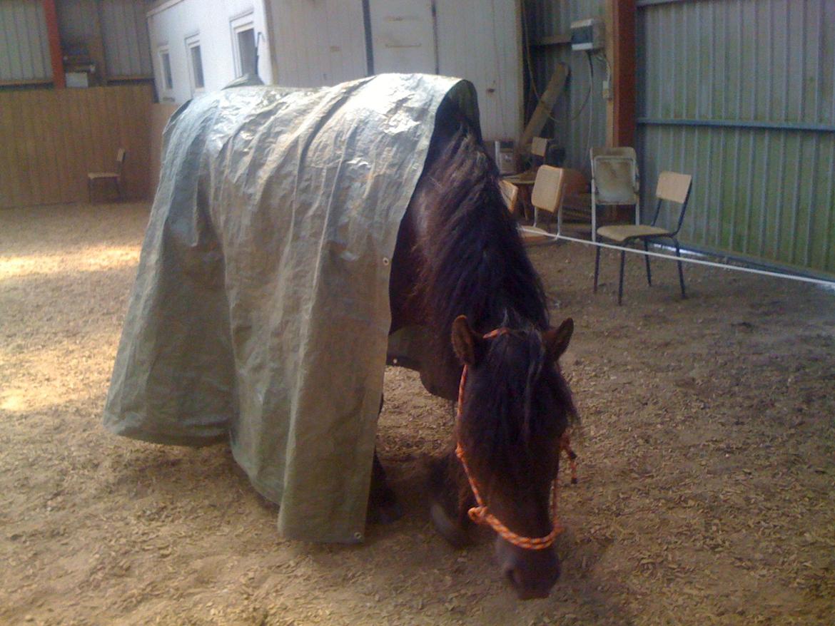 Anden særlig race Pédro - Min lille telt hest ^^ billede 9