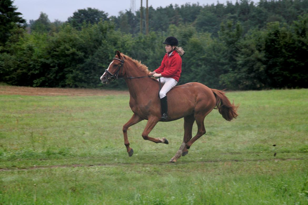 Anden særlig race Rubin - Fri gallop på marken - 30. August 2006 (© - Må ikke kopieres) billede 19