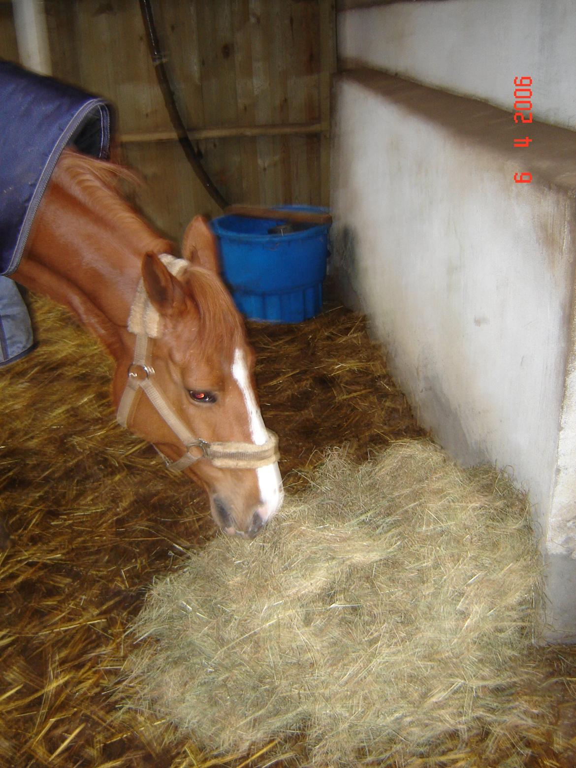 Anden særlig race Rubin - På besøg i Ugelbølle - 19. April 2006 (© - Må ikke kopieres) billede 9