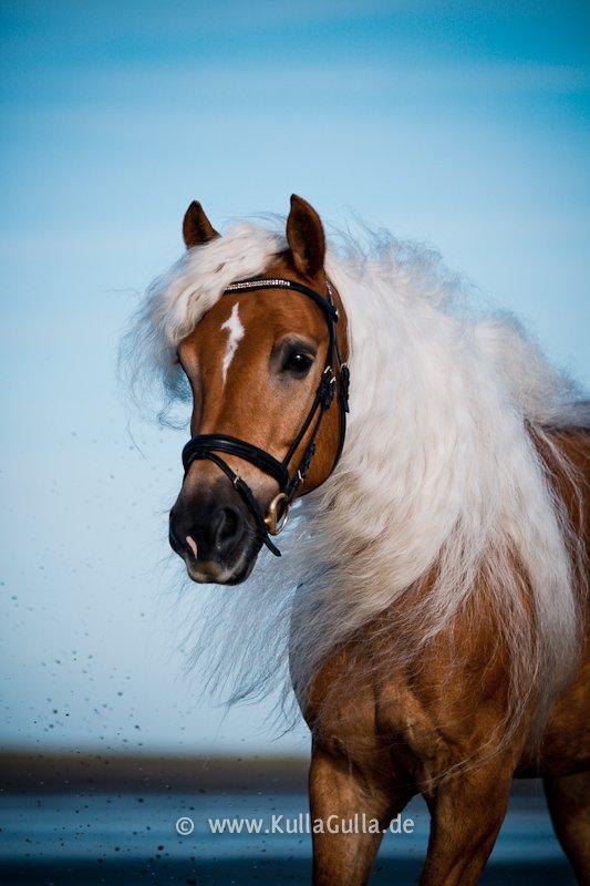 Haflinger WELTENSTOLZ - Billedet er taget af vor-die-linse og flere billeder kan ses på kullagulla.de billede 12