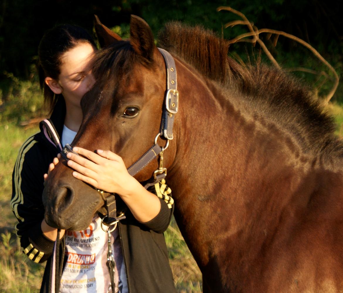 Norsk Sportspony Take A Chance - I hjertet gemt, aldrig glemt <3
Tak for de mest fantastiske år min dreng <3 billede 1