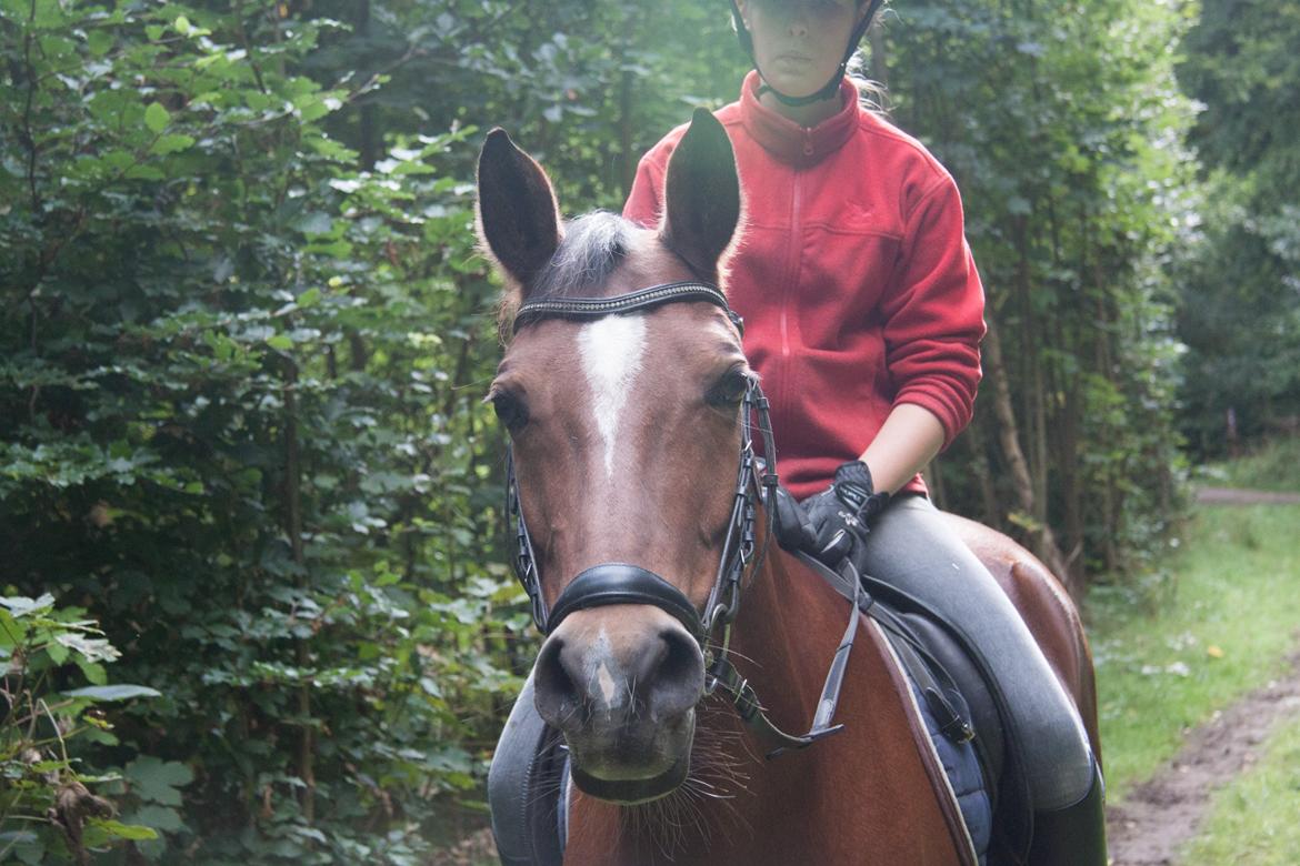 Hollandsk Sportspony Lykkebjerggård's Regal (SOLGT) - Min smukke dejlige pony! billede 16