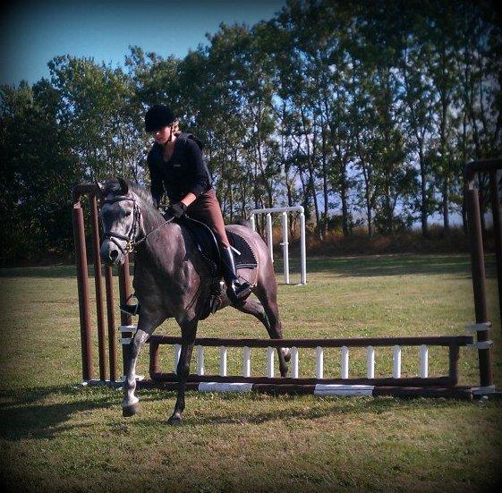 Anglo Araber (AA) Adonis billede 8